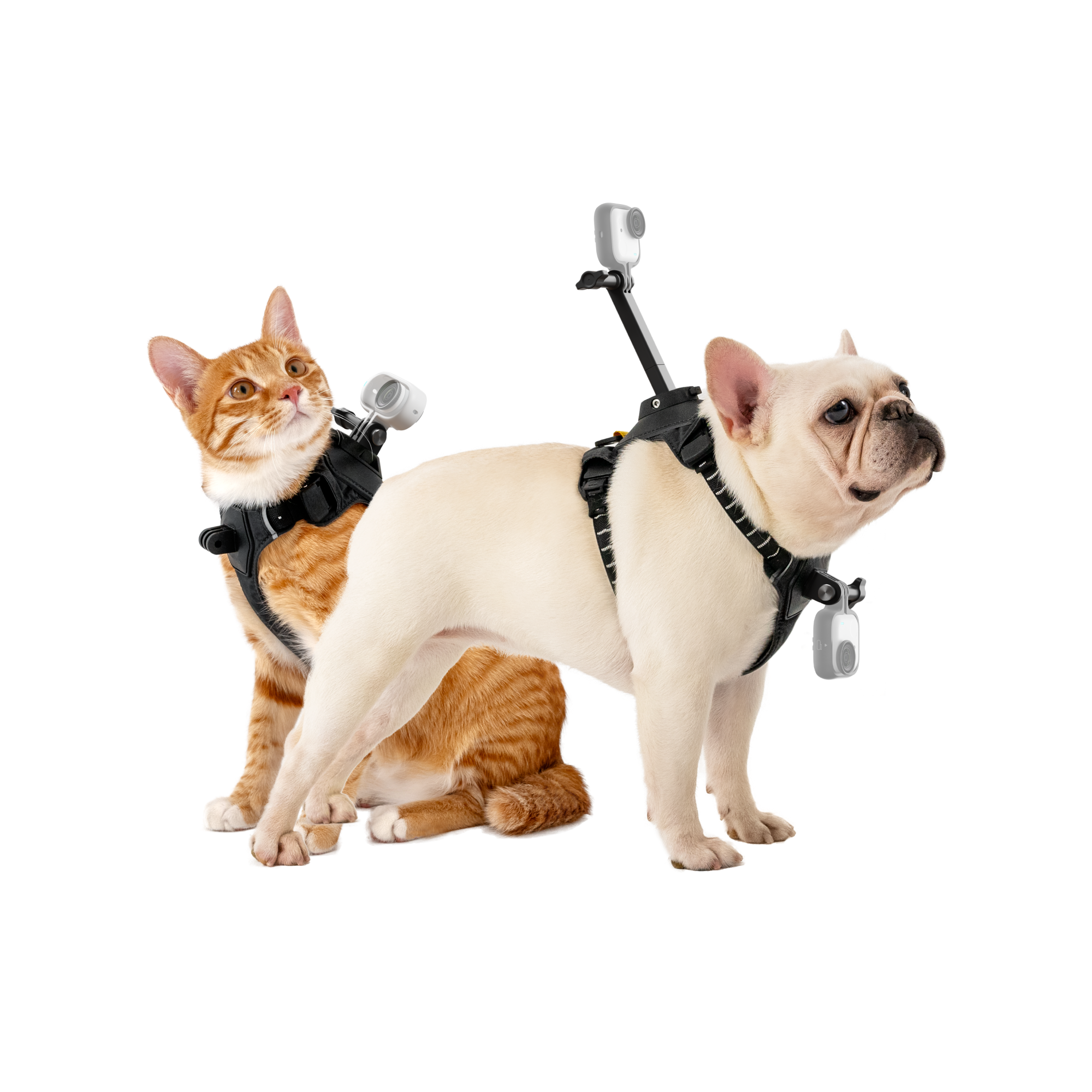 Insta360 寵物背帶支架 S/M 碼 主圖