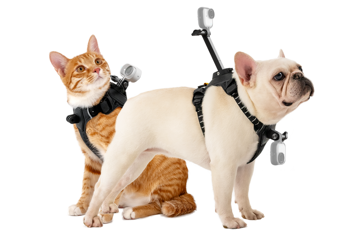 【Insta360】寵物背帶支架 S/M 碼 官方產品圖